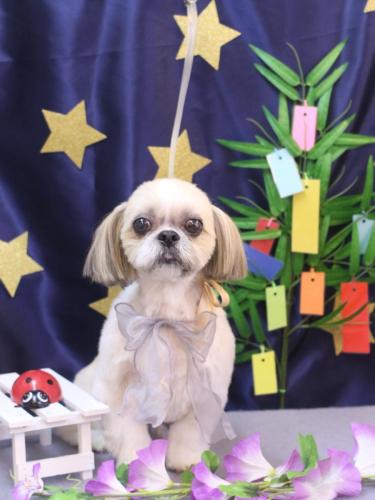 20230709ちょびくん